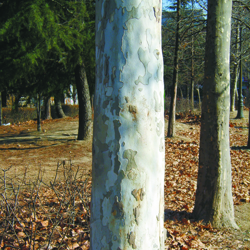 Buttonwood trees prefer deep, moist, rich soil in full sun Cape Gazette
